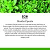 Mentha Piperita Essential Oil