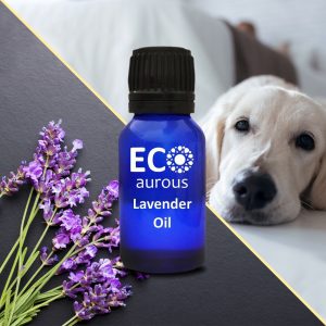 Lavender Essential Oil For Dogs