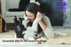 Essential Oils To Be Used For Dogs