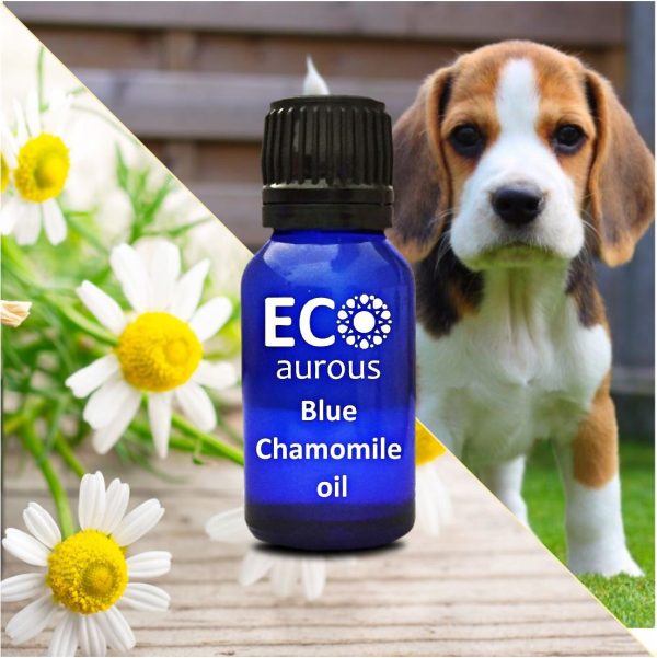 German Blue Chamomile Essential Oil For Dogs