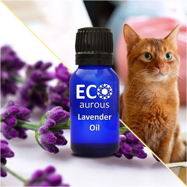 Lavender Essential Oil For Cats