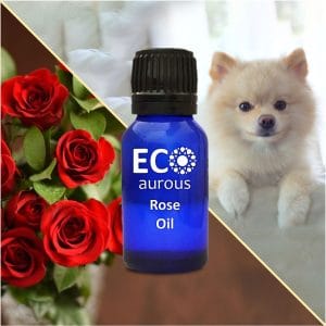 Rose Essential Oil For Dogs