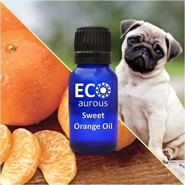 Sweet Orange Essential Oil For Dogs