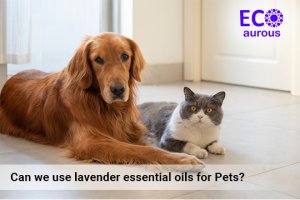 Can We Use Lavender Essential Oils For Pets?