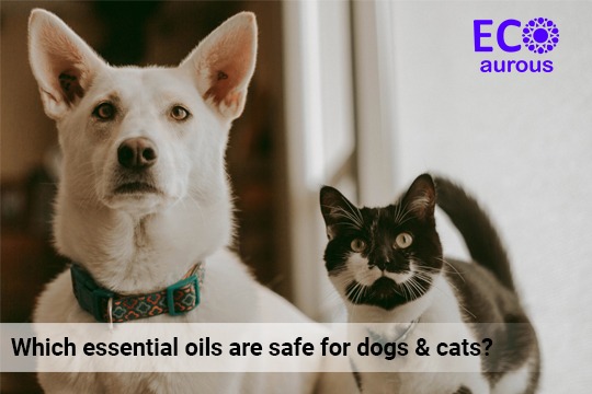 Which Essential Oils Are Safe For Dogs & Cats?