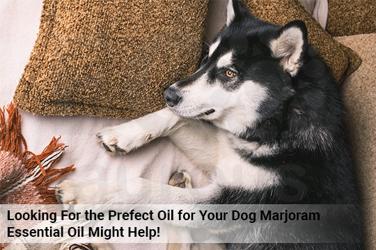 Looking For The Perfect Oil For Your Dog? Marjoram Essential Oil Might Help!