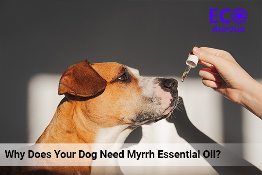 Why Does Your Dog Need Myrrh Essential Oil?